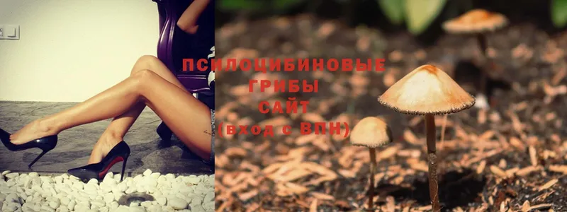 сколько стоит  Полярные Зори  Псилоцибиновые грибы Magic Shrooms 